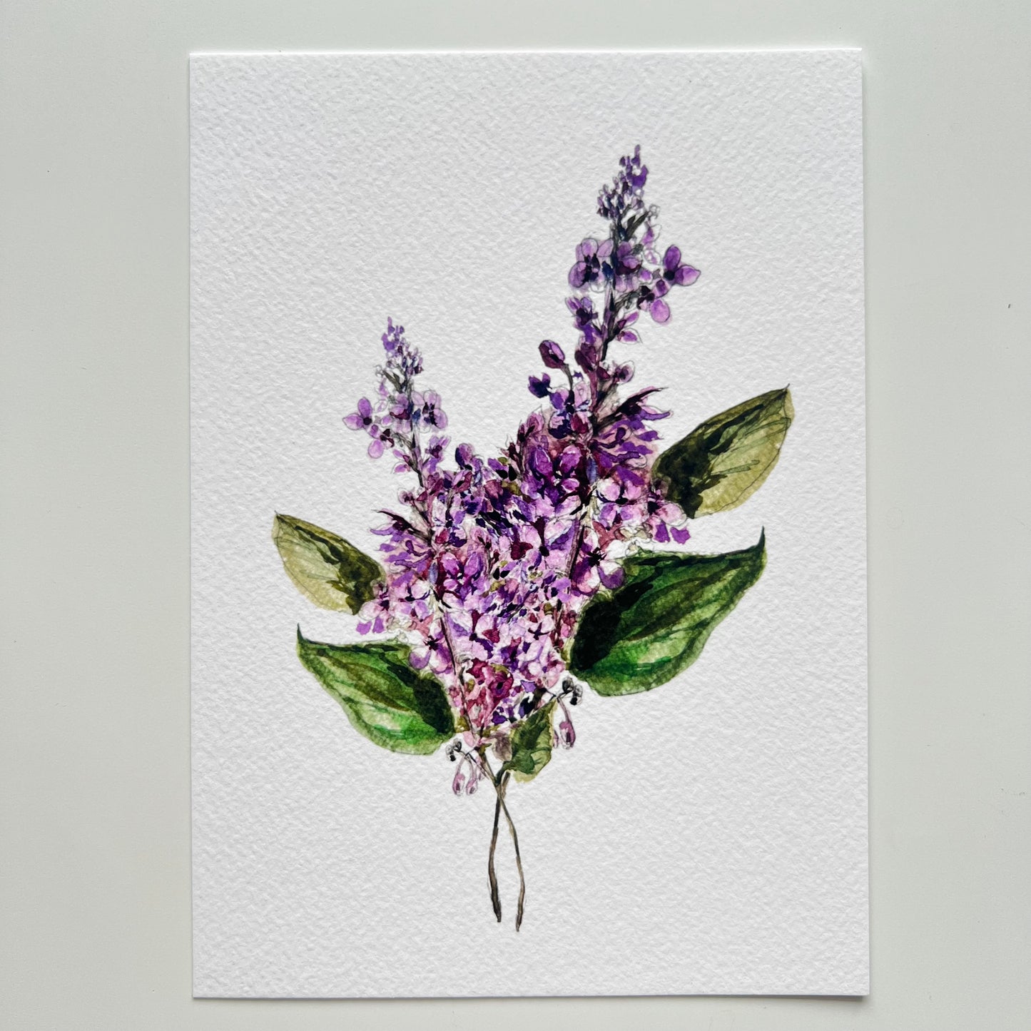 Lilac Art Print