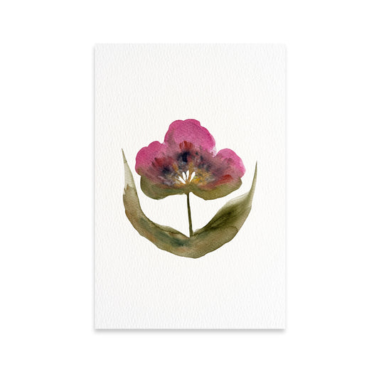 Magenta Bloom
