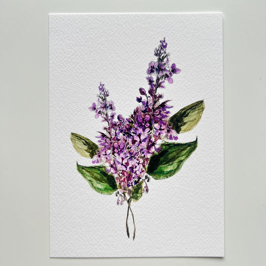 Lilac Art Print