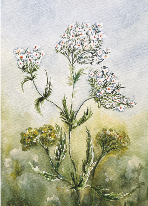 Yarrow Print