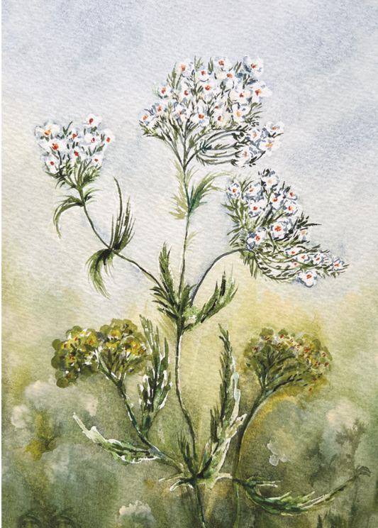 Yarrow Print