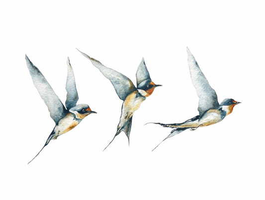 Three Swallows Print